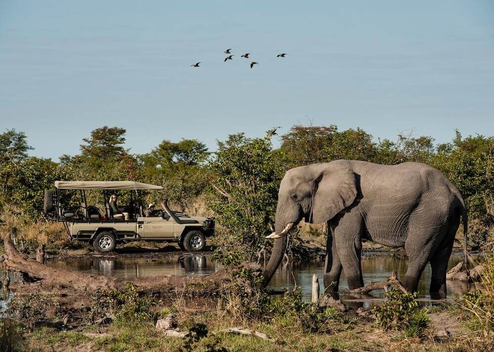 Skybeds Camp Suite Okavango Delta-Elephant