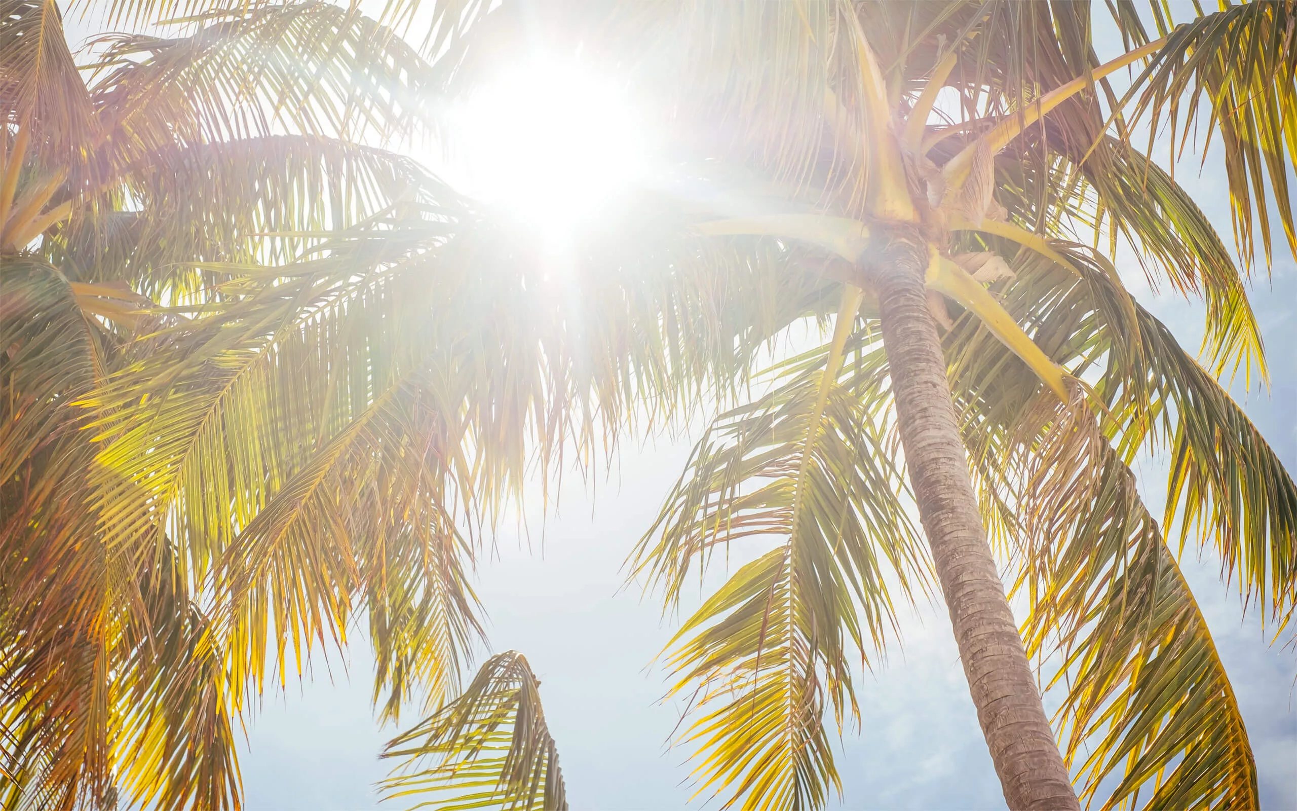 sandy-beach-palms-maldives-gallery