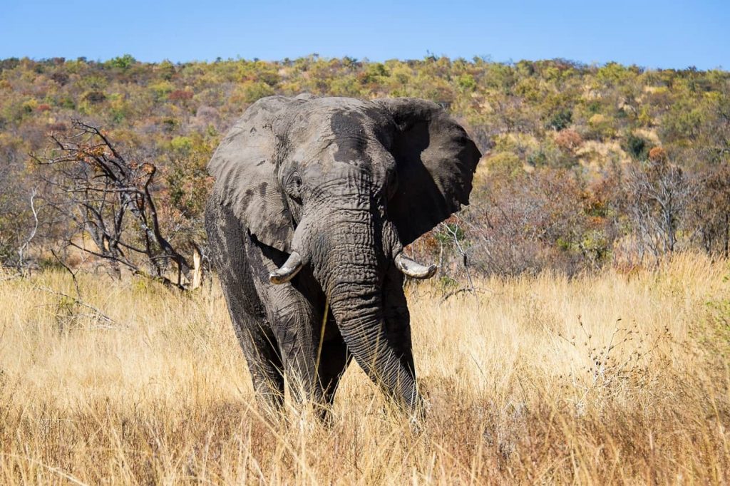 Tshwene Safari Lodge Welgevonden Game Reserve Vaalwaterk South Africa