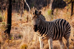 Ekuthuleni Lodge Welgevonden Game Reserve Vaalwaterk South Africa