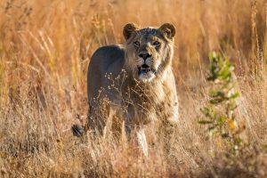 Tshwene Safari Lodge Welgevonden Game Reserve Vaalwaterk South Africa