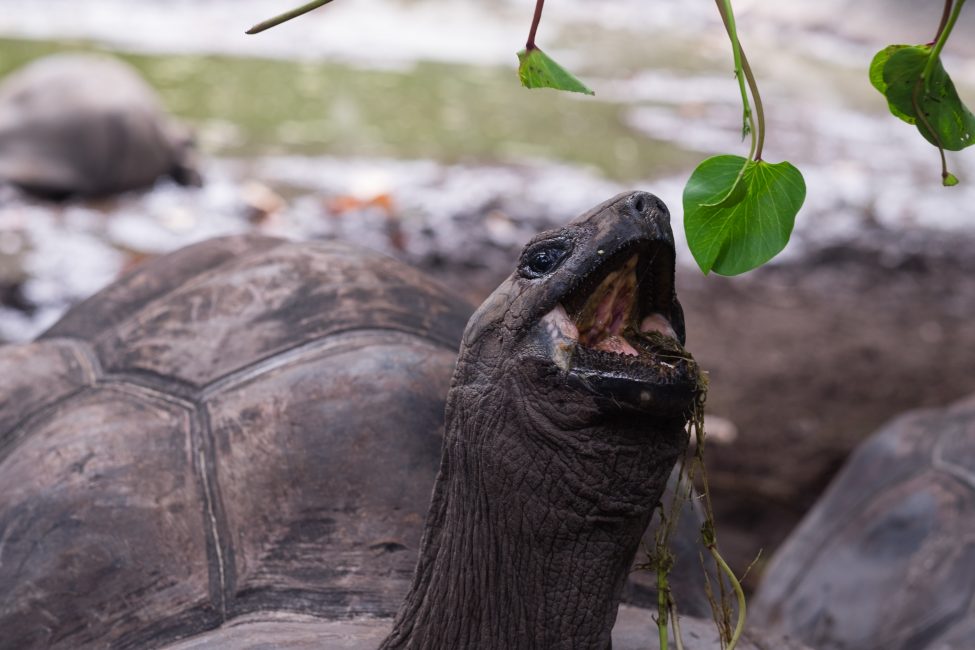 Seychelles-Hawksbill Turtle’s home
