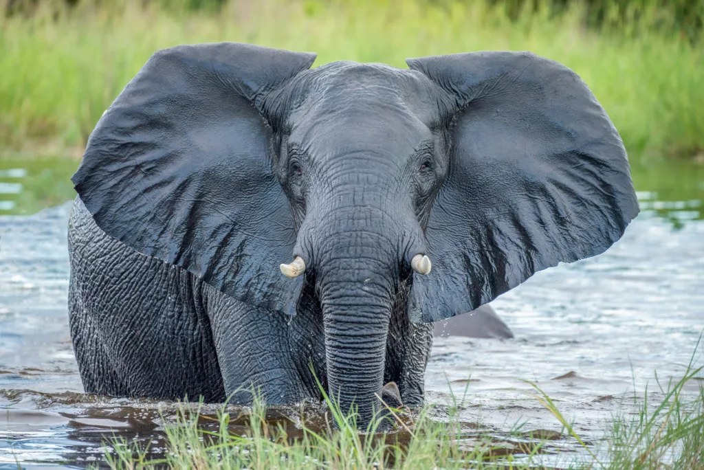 Majestic elephant during a Private Wildlife Safari