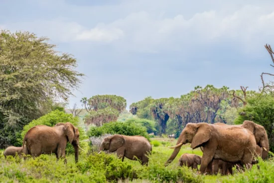 Elephants Joyfully Roaming in Samburu National Reserve